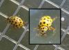 Psyllobora vigintiduopunctata